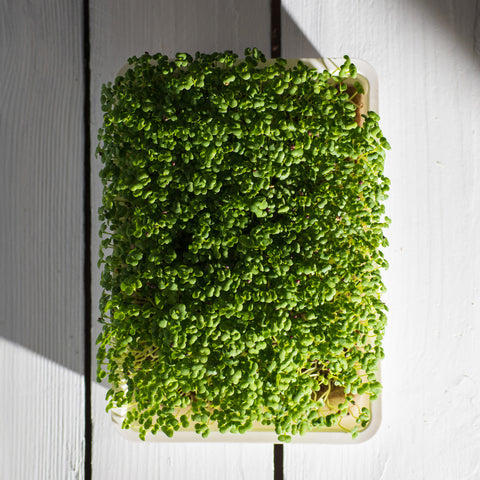 Legeldle Fehér Pak Choi Mikrozöld Mag
