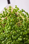 Legeldle Fehér Pak Choi Mikrozöld Mag