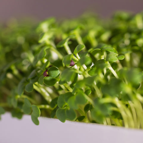 Legeldle Fehér Pak Choi Mikrozöld Mag
