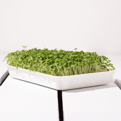 Legeldle Fehér Pak Choi Mikrozöld Mag