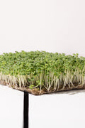 Legeldle Fehér Pak Choi Mikrozöld Mag