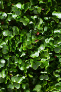 Legeldle Fodros kel Black Tuscany Mikrozöld Mag