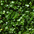 Legeldle Fodros kel Black Tuscany Mikrozöld Mag