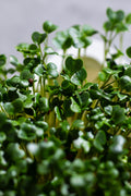 Legeldle Fodros kel Black Tuscany Mikrozöld Mag