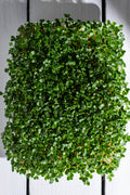 Legeldle Fodros kel Black Tuscany Mikrozöld Mag