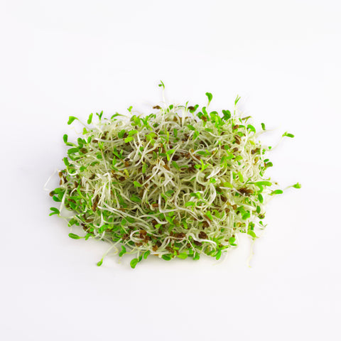 Legeldle Lucerna Csíra Mag