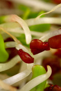 Legeldle Lucerna Csíra Mag