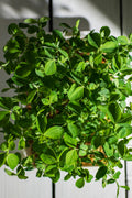 Legeldle Maple Zöldborsó Mikrozöld Mag