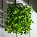 Legeldle Maple Zöldborsó Mikrozöld Mag