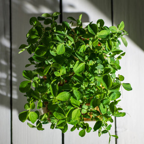 Legeldle Maple Zöldborsó Mikrozöld Mag