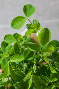 Legeldle Maple Zöldborsó Mikrozöld Mag