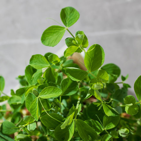 Legeldle Maple Zöldborsó Mikrozöld Mag