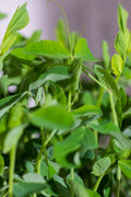 Legeldle Maple Zöldborsó Mikrozöld Mag