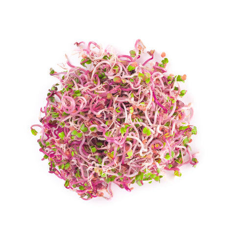 Legeldle Red Coral Retek Csíra Mag