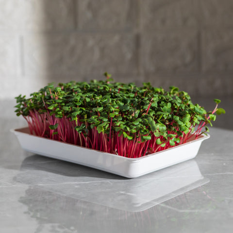 Legeldle Red Coral Retek Mikrozöld Mag