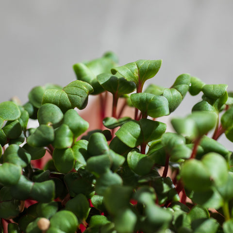 Legeldle Red Coral Retek Mikrozöld Mag