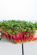 Legeldle Red Coral Retek Mikrozöld Mag