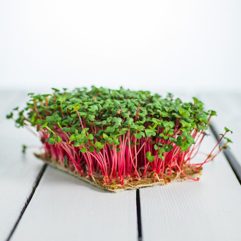 Legeldle Red Coral Retek Mikrozöld Mag