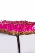 Legeldle Red Garnet Amaránt Mikrozöld Mag