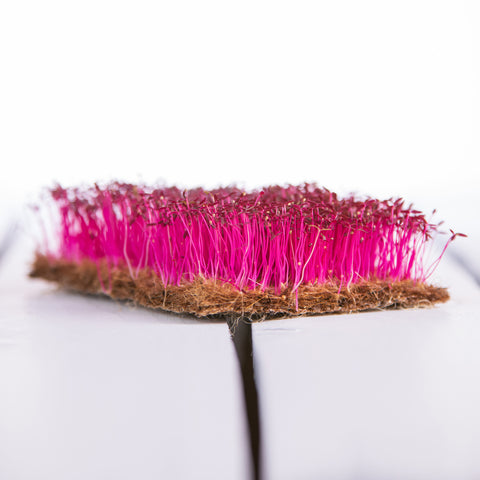 Legeldle Red Garnet Amaránt Mikrozöld Mag