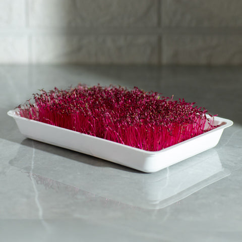 Legeldle Red Garnet Amaránt Mikrozöld Mag