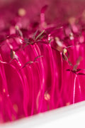 Legeldle Red Garnet Amaránt Mikrozöld Mag