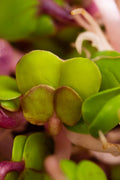 Legeldle Retek China Rose Csíra Mag