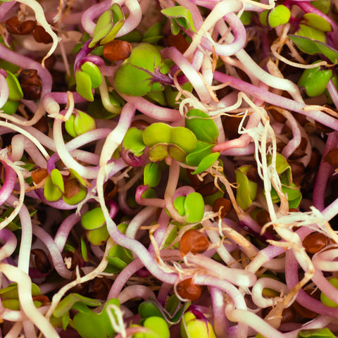Legeldle Retek China Rose Csíra Mag