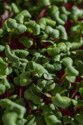 Legeldle China Rose Retek Mikrozöld Mag