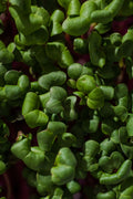 Legeldle China Rose Retek Mikrozöld Mag