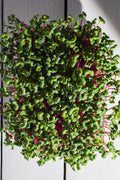 Legeldle China Rose Retek Mikrozöld Mag