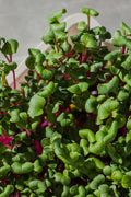 Legeldle China Rose Retek Mikrozöld Mag