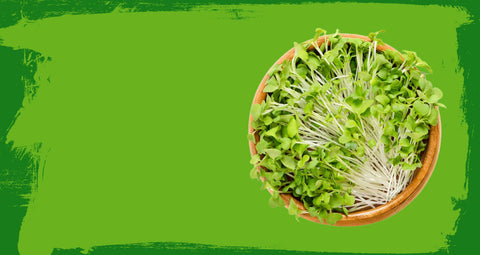 Banner kép, amin egy tál mikrozöld látható felülnézetből