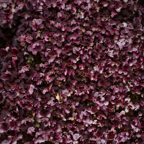 Legeldle Mustár Red Giant Mikrozöld Mag