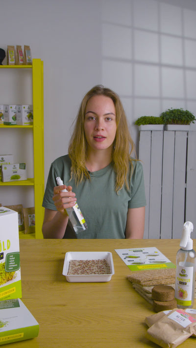 Mikrozöld magok termesztésének lépései, a sötétítés után