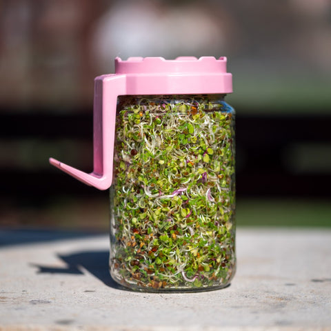 Legeldle Tavaszi Csíráztató Csomag Ajándék Nyuszi Magmixel - Limitált