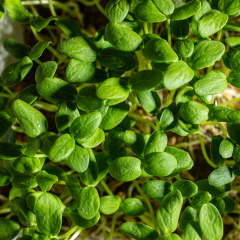 Legeldle Sárgadinnye Hale's Best Mikrozöld Mag