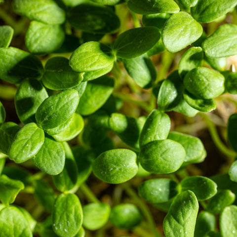 Legeldle Sárgadinnye Hale's Best Mikrozöld Mag