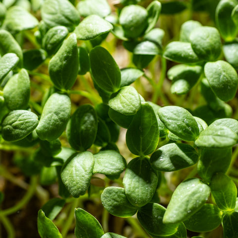 Legeldle Sárgadinnye Hale's Best Mikrozöld Mag