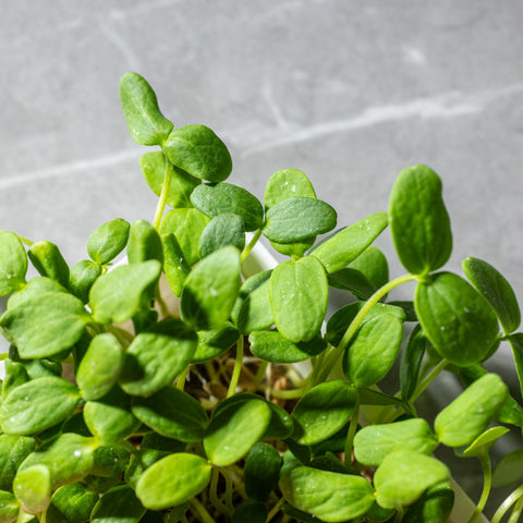 Legeldle Sárgadinnye Hale's Best Mikrozöld Mag