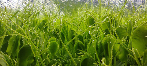 Közelről fotózott vízcseppes mikkrozöldek